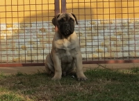 For sale male puppy